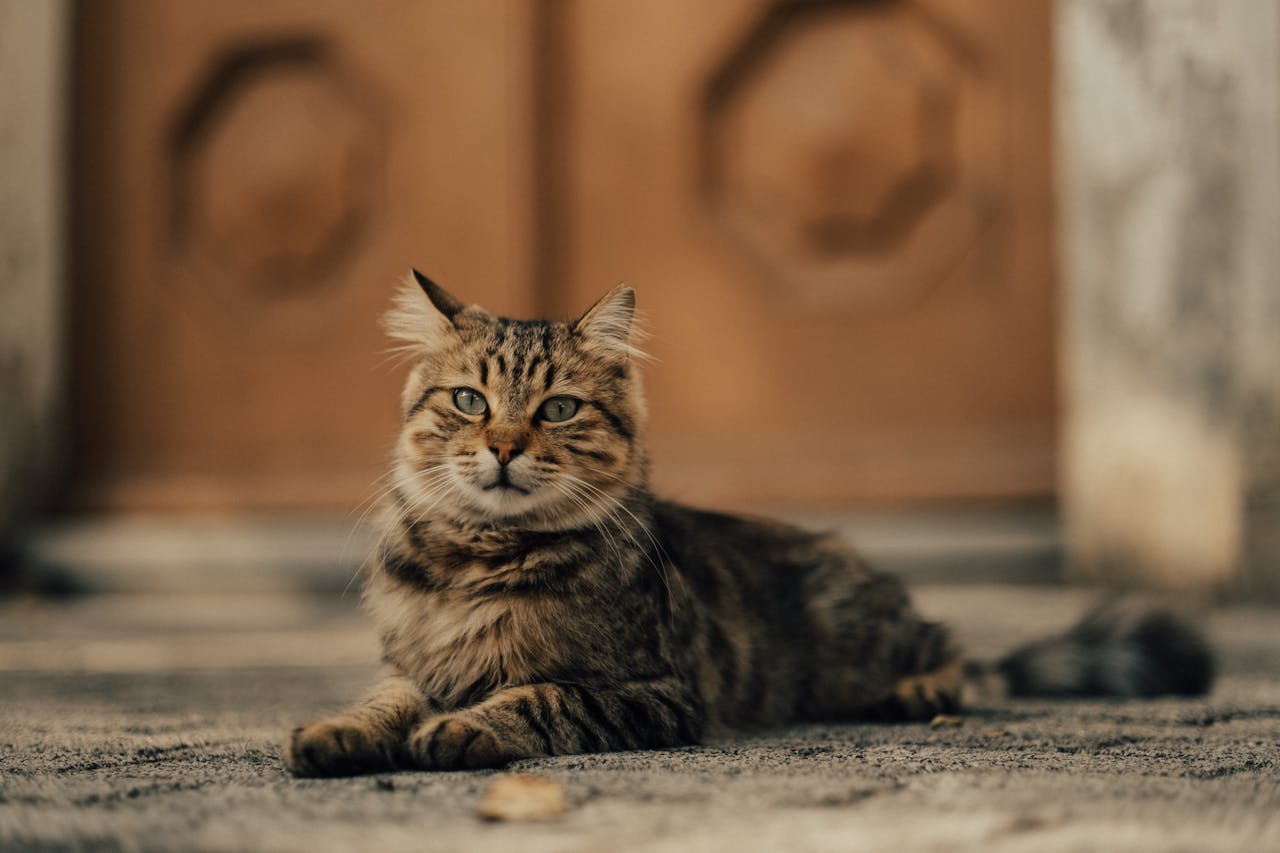 A domestic cat with fluffy fur lounges on a city sidewalk in soft evening light.