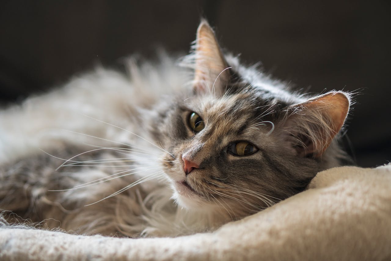 Charming close-up of a relaxed cat lying down, highlighting its soft fur and calm expression.