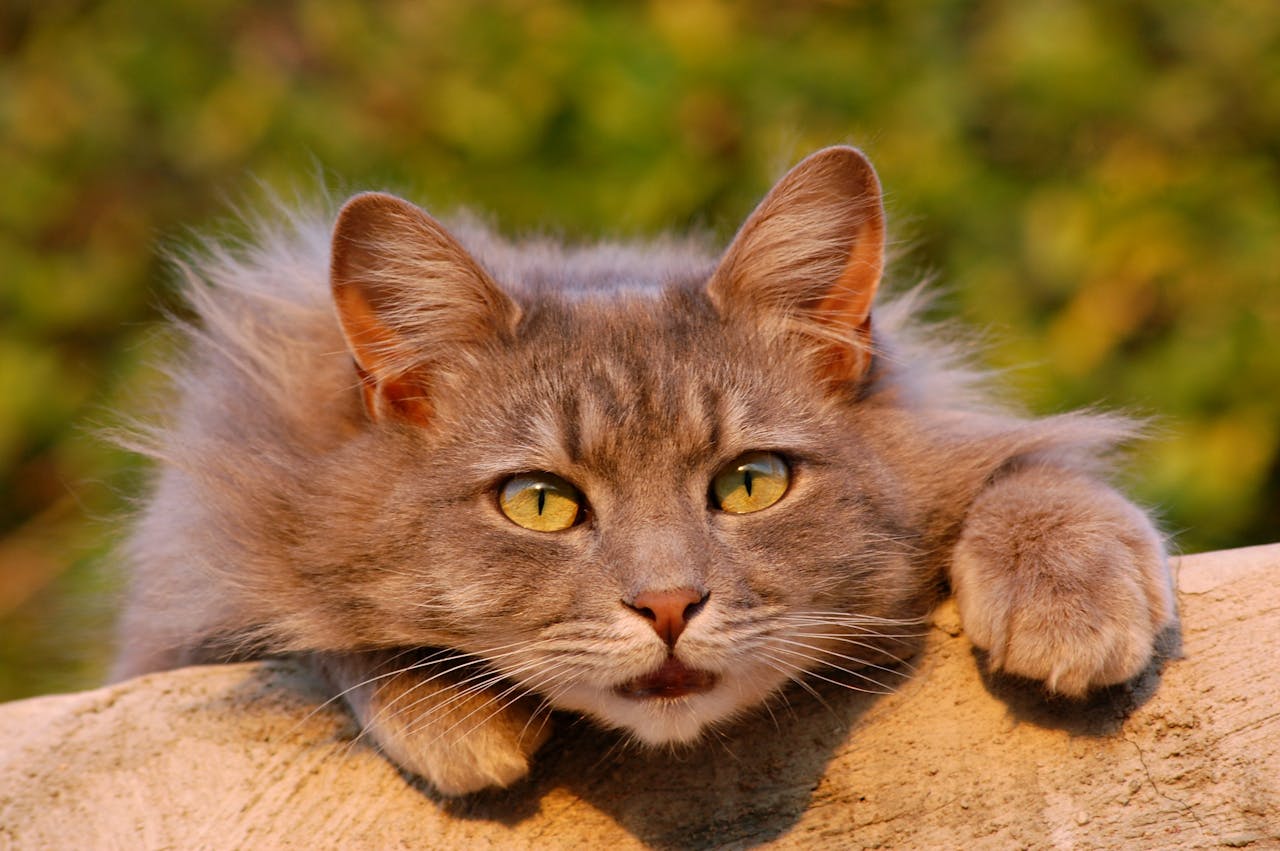 Charming close-up of a fluffy Maine Coon cat with striking green eyes, relaxing outdoors.