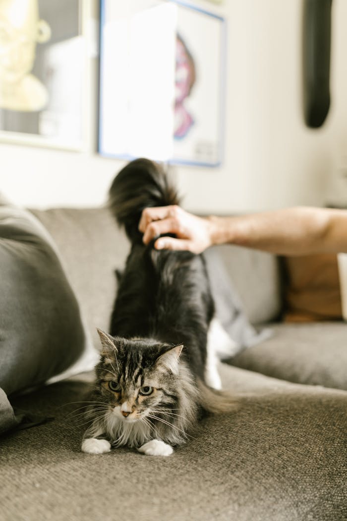 Maine Coon cat enjoying a peaceful moment on the couch with gentle petting.